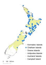 Blechnum triangularifolium distribution map based on databased records at AK, CHR & WELT.
 Image: K.Boardman © Landcare Research 2020 CC BY 4.0